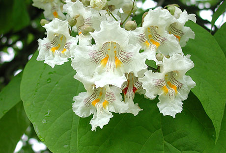 Favorite trees denver catalpa