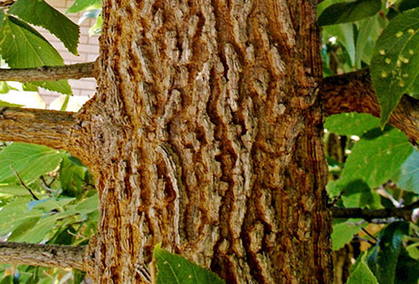 hackberry-tree-issues-sheridan Hackberry tree issues in Sheridan