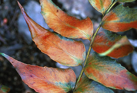 heat-effect-on-trees The effect on hot weather on trees