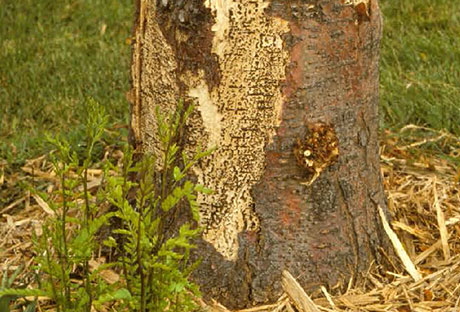 honeylocust-tree-care-glendale Honeylocust tree care Glendale