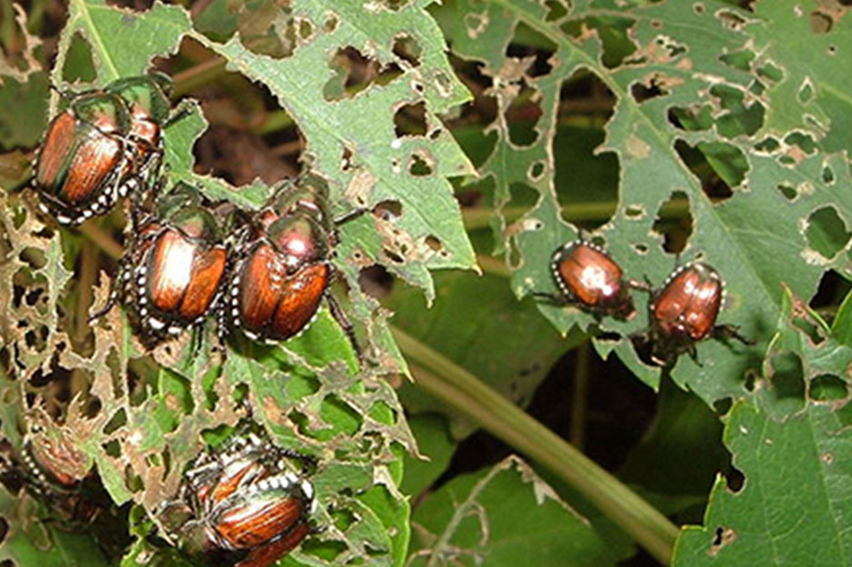 japanese-beetle-damage Japanese beetle damage
