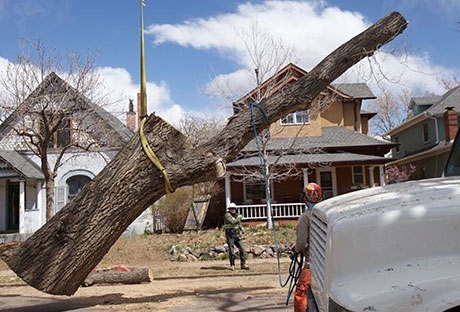 large-tree-jobs-parker Large tree jobs in Parker