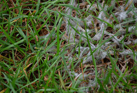 lawn-snow-mold-sheridan Snow mold found in Sheridan