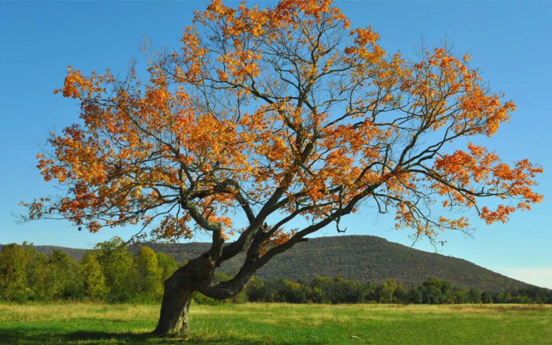 Leaning tree