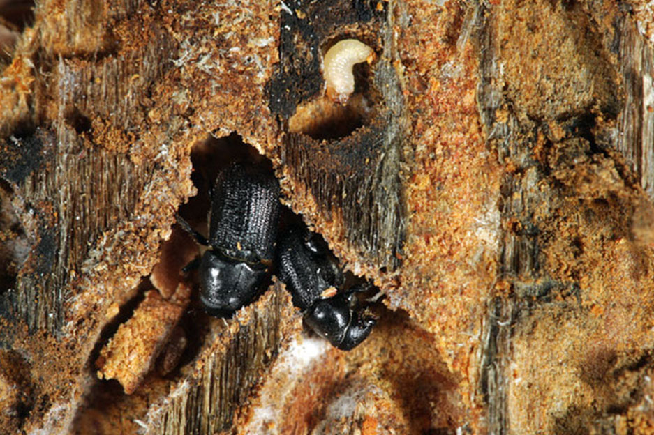 mountain-pine-beetle-localization Mountain Pine Beetle damage
