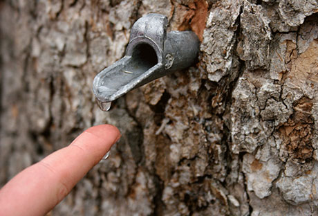 saprunningwinter Maple sap running in winter