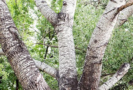 silver-popular-issues-lonetree Silver popular tree issues Lonetree