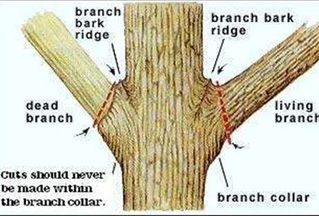 standard-pruning-practices-arvada Standard based pruning Arvada