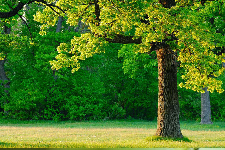 summer-tree-care2 Summer tree care in Denver
