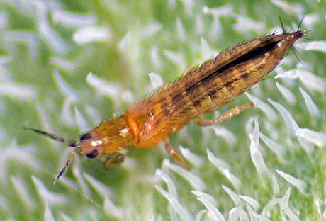 Thrips active in Northglenn