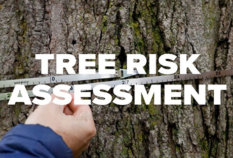 tree-assessment-parker Tree assessment Parker