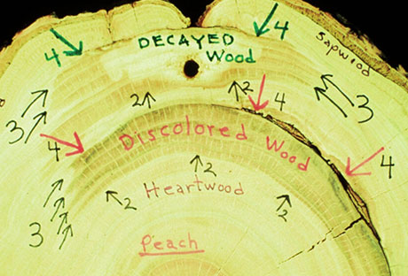 tree-compartmentalization-greenwood-village Tree compartmentalization Greenwood Village