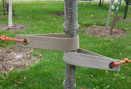 tree-straightening Tree straightening in Arvada