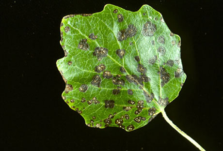 Tree fungi active in Northglenn