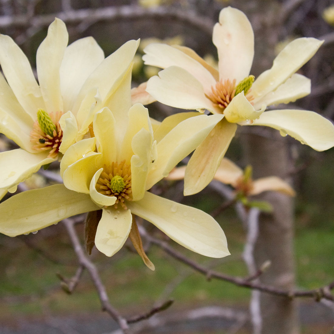 Butterfly magnolia flower