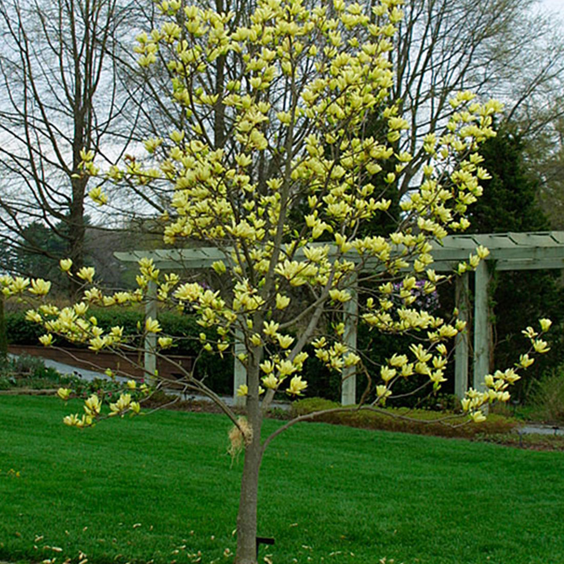 Butterfly magnolia tree