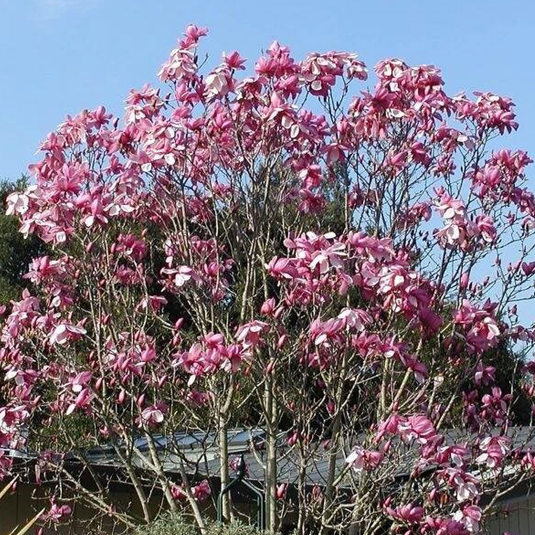 galaxy magnolia bush