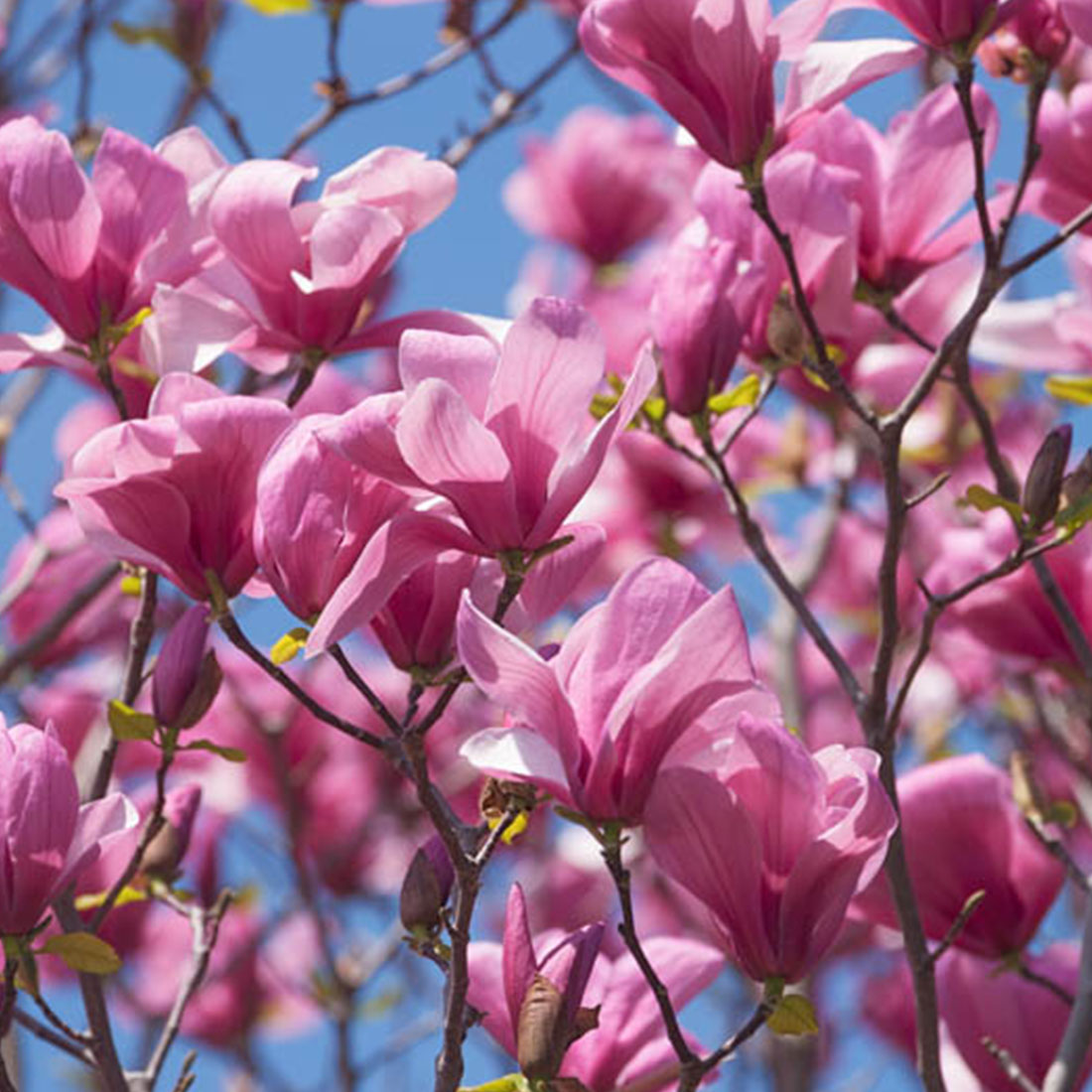 galaxy magnolia floweres