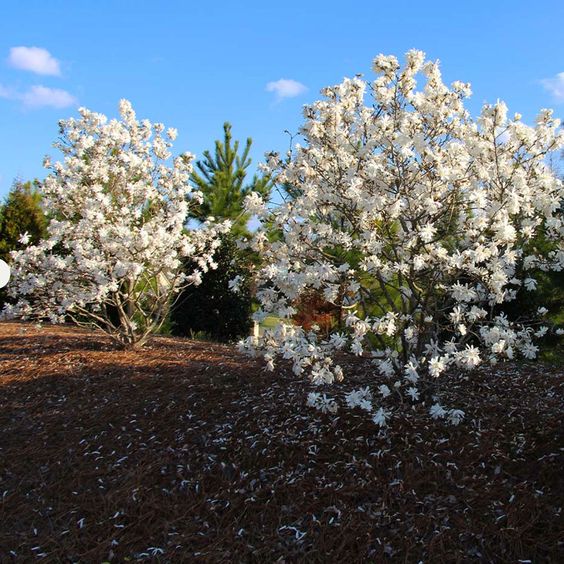 star magnolia bush