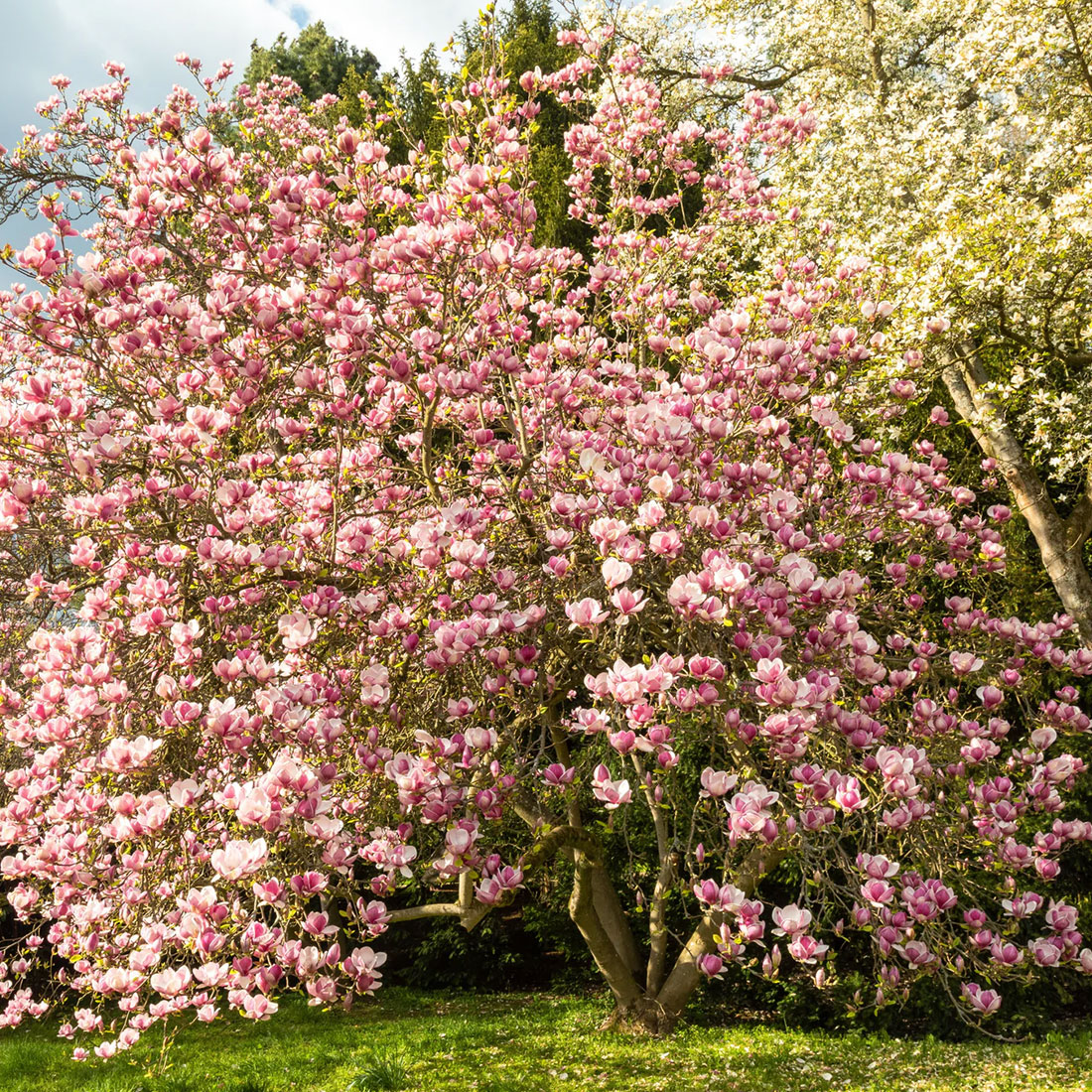 saucer magnolia bush