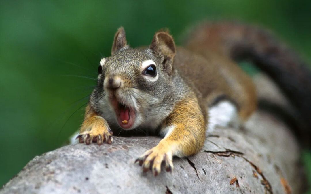 Squirrels friend or foe?