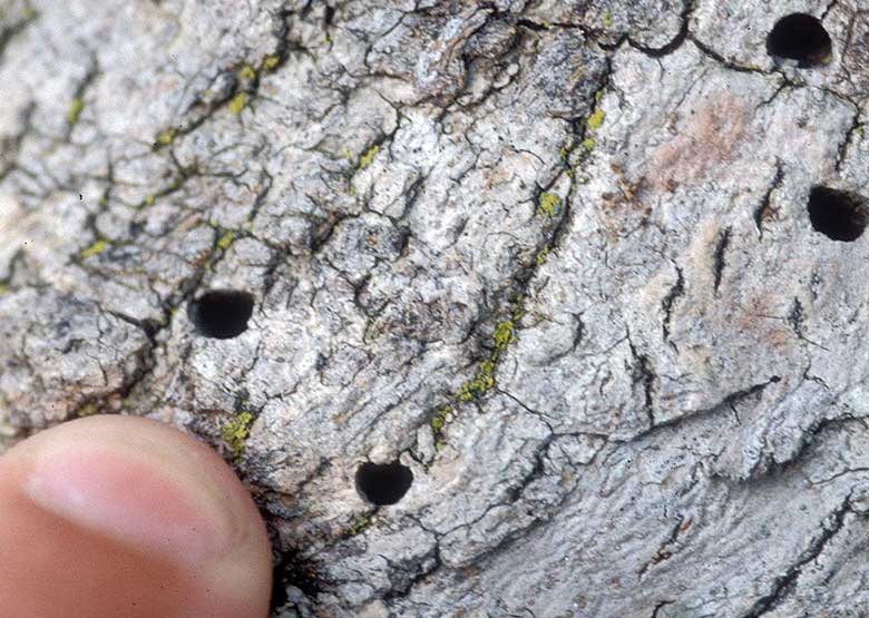 EAB D-shaped exit holes Denver