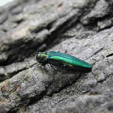 Emerald Ash Borer treatment options Denver