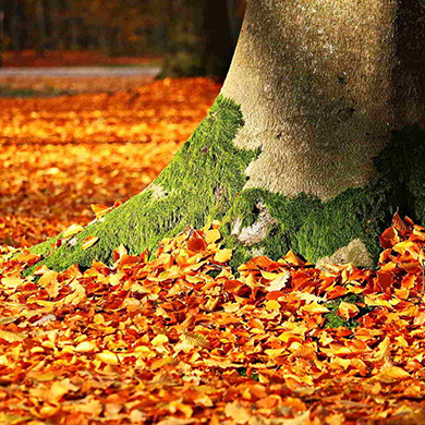 Fall tree and plant healthcare services Denver
