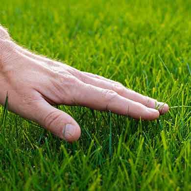 Lawn fertilization service Denver main