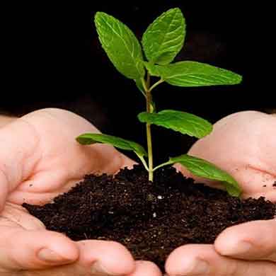 Plant healthcare Denver main