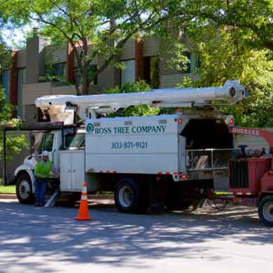 Proactive tree pruning main