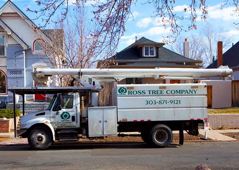 Proactive tree pruning Denver