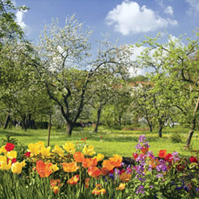 Spring tree and plant healthcare services Denver
