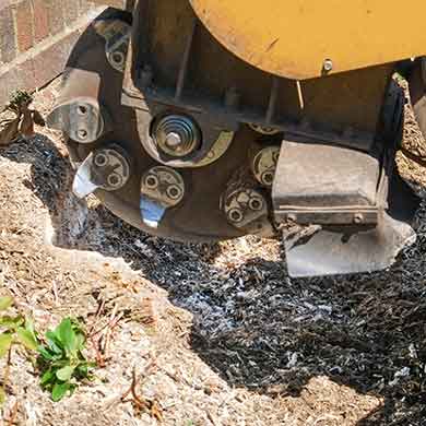 stump grinding denver main