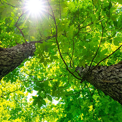 Summer tree and plant healthcare services Denver