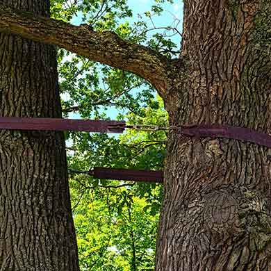 tree cabling denver