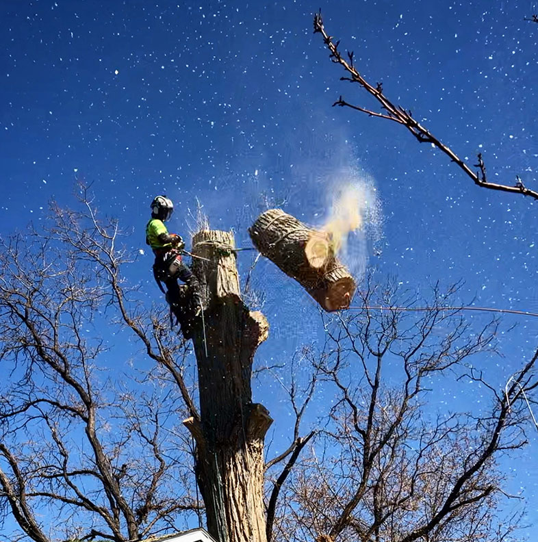 cutting top of tree