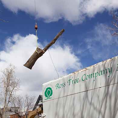 Tree removal denver main