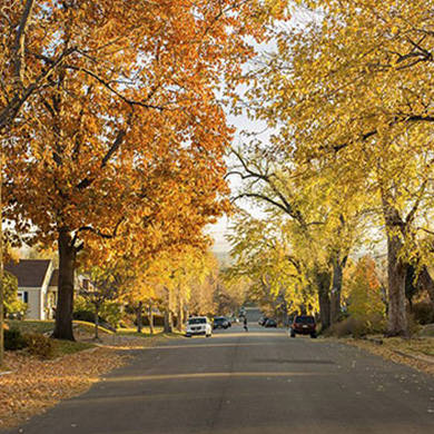 Wheat Ridge tree and plant service company
