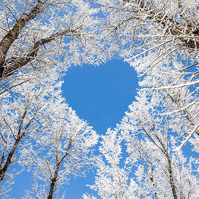 Winter tree and plant healthcare services Denver