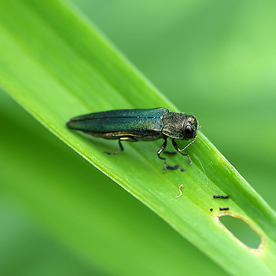 Ross Tree Insect Calendar