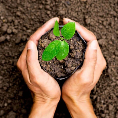 Professional plant healthcare Denver