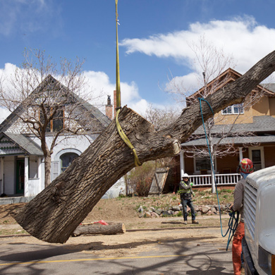 professional-tree-services professional tree services